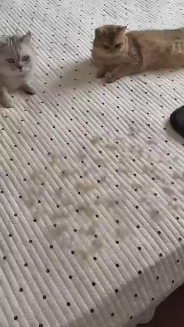 PET HAIR REMOVING GLOVES